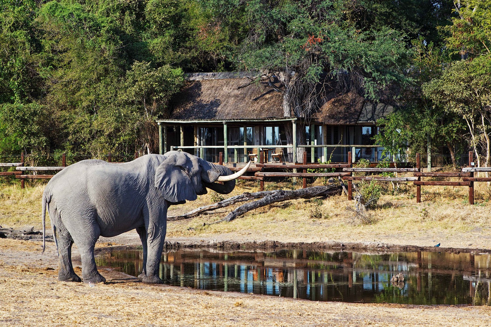 wp-content/uploads/itineraries/Botswana/Savute-Safari-Lodge-Elephant-Lodge(2) (Large).jpg